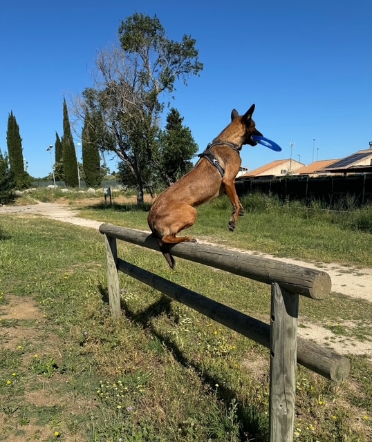 Florence Auclair - Educateur Canin